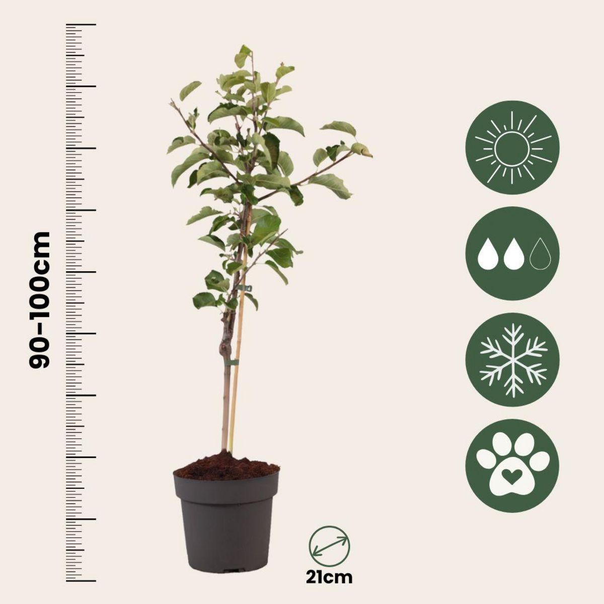 PLANT IN A BOX Pommier - Malus domestica 'Elstar' - Hauteur 90-100cm - ⌀21cm