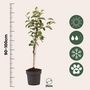Voir la diapositive 2 : PLANT IN A BOX Pommier - Malus domestica 'Elstar' - Hauteur 90-100cm - ⌀21cm