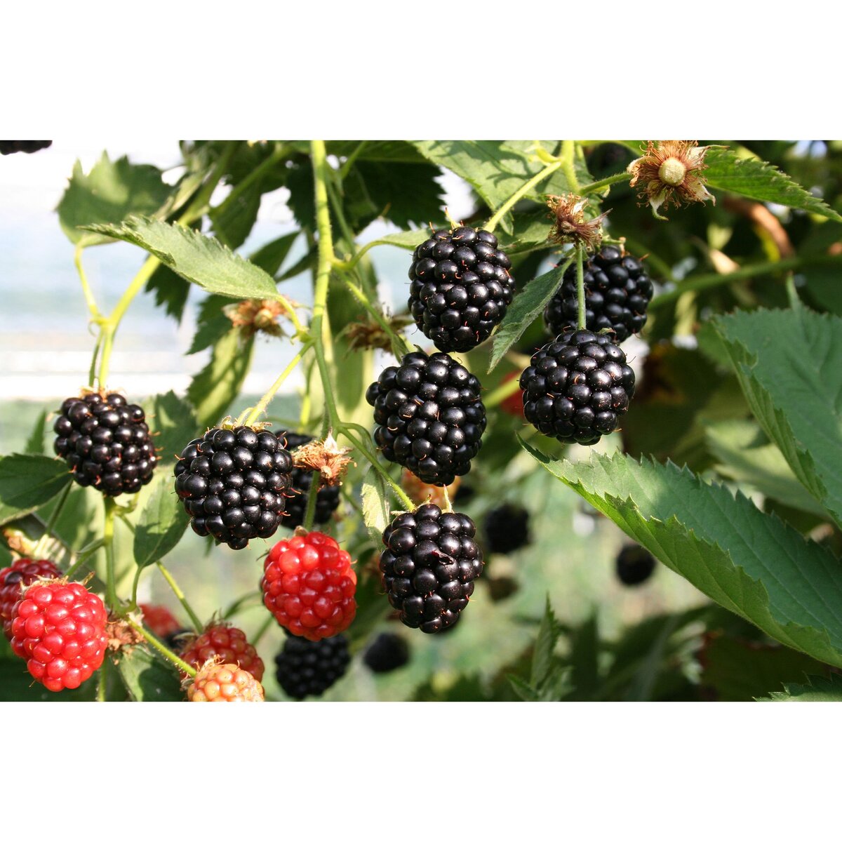 Hortival Diffusion Murier - pot 2 l