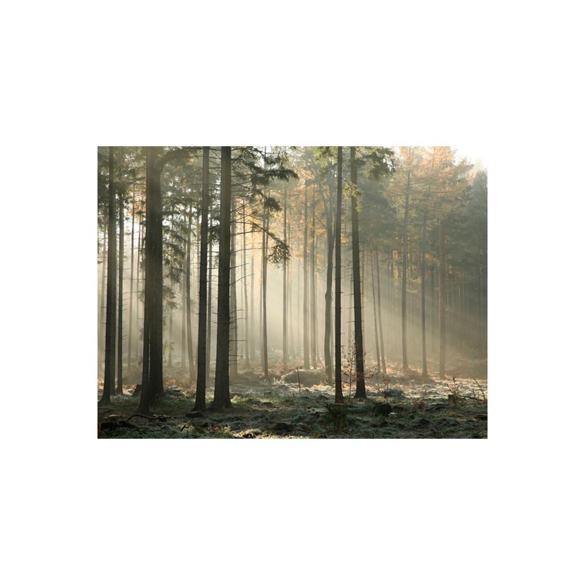 Voir la diapositive 2 : Paris Prix Papier peint  foggy november morning