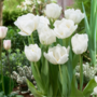 Voir la diapositive 4 : PLANT IN A BOX Tulipe - Set de 14 - Tulipa 'Mondial' - Bulbes à fleurs