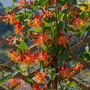Voir la diapositive 4 : PLANT IN A BOX Chèvrefeuille - Lonicera x Heckrotti 'American Beauty' - H110-120cm - ⌀17cm
