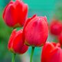 Voir la diapositive 3 : PLANT IN A BOX Tulipe - Set de 14 - Tulipa 'Red Impression' - Bulbes à fleurs - Rouge
