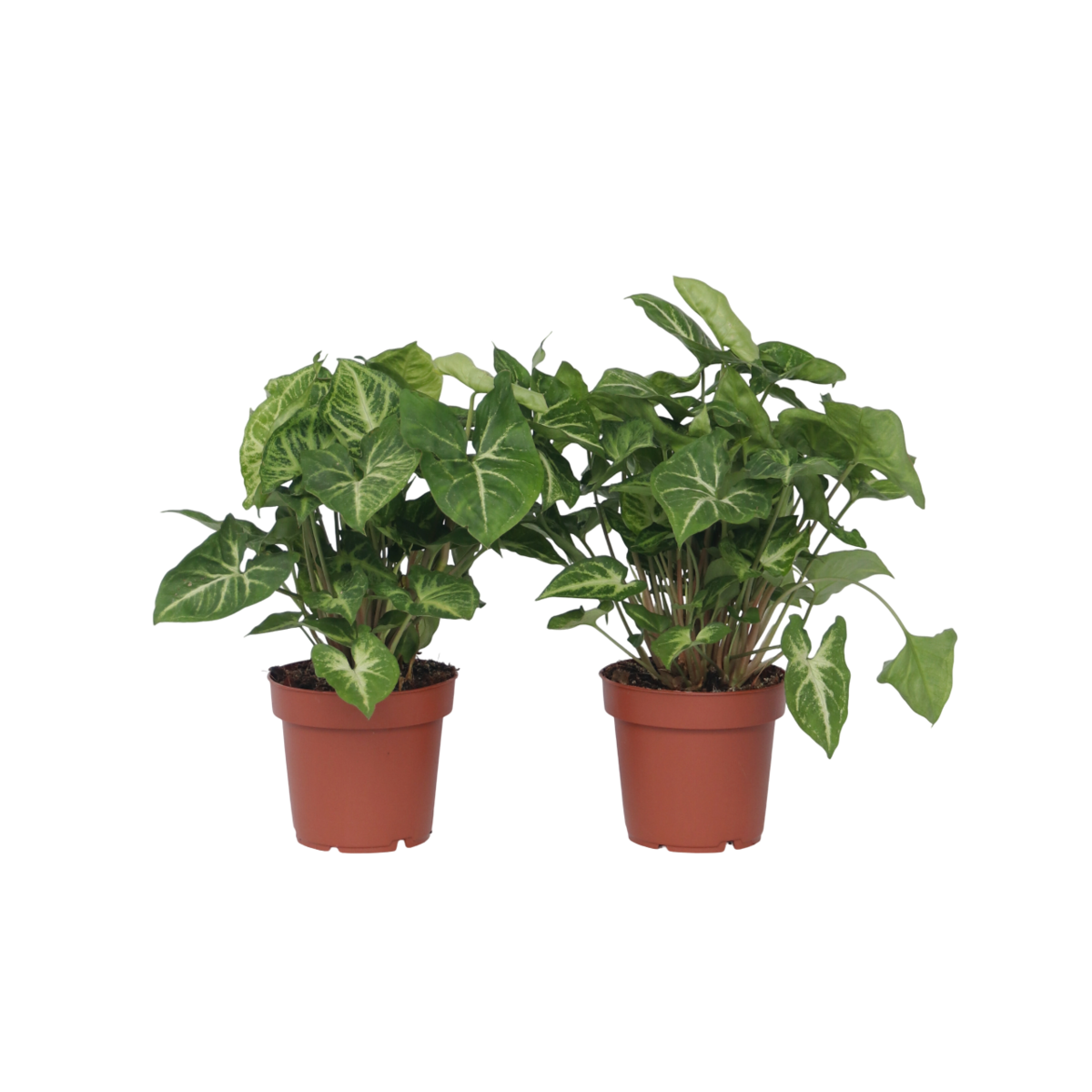 PLANT IN A BOX Patte-d'oie - Set de 2 - Syngonium podophyllum 'Pixie' - Hauteur 25-40cm - ⌀12cm
