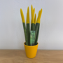Voir la diapositive 4 : PLANT IN A BOX Sansevieria cylindrique - Hauteur 20-40cm - Pot 9cm