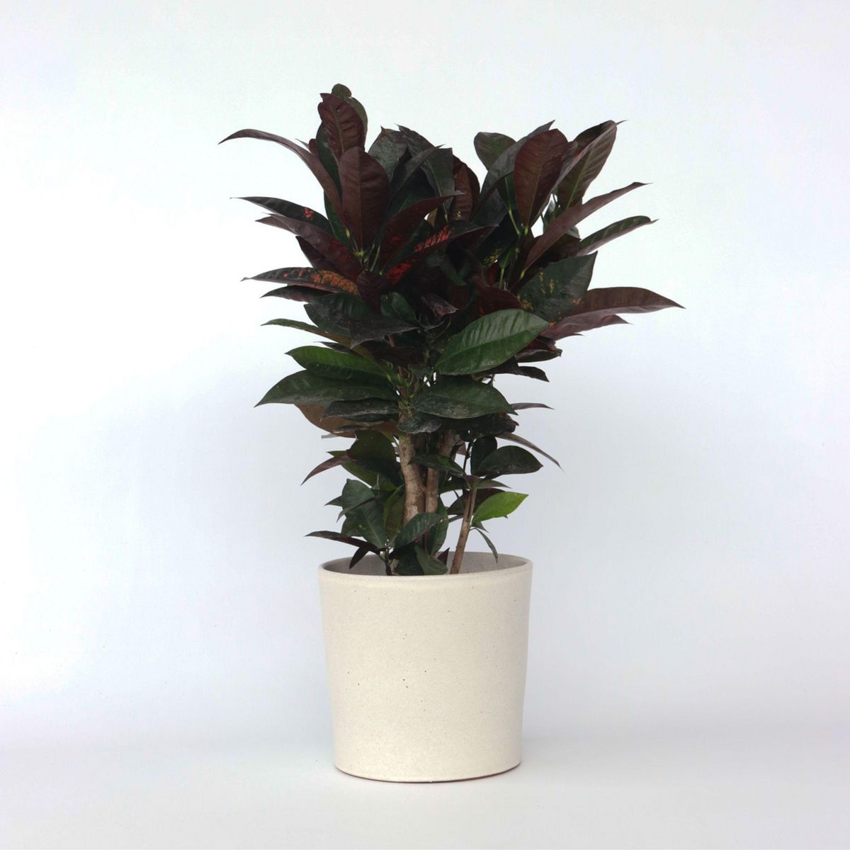 PLANT IN A BOX Croton - Codiaeum variegatum 'Mrs. Iceton' - Hauteur 60-70cm - ⌀19cm