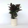 Voir la diapositive 5 : PLANT IN A BOX Croton - Codiaeum variegatum 'Mrs. Iceton' - Hauteur 60-70cm - ⌀19cm