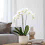Voir la diapositive 4 : PLANT IN A BOX Orchidée papillon - Phalaenopsis - Hauteur 50-60cm - ⌀12cm