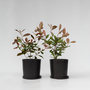 Voir la diapositive 6 : PLANT IN A BOX Feuille de noyer - Set de 2 - Photinia fraseri 'Red Robin' - H30-40cm - ⌀17cm