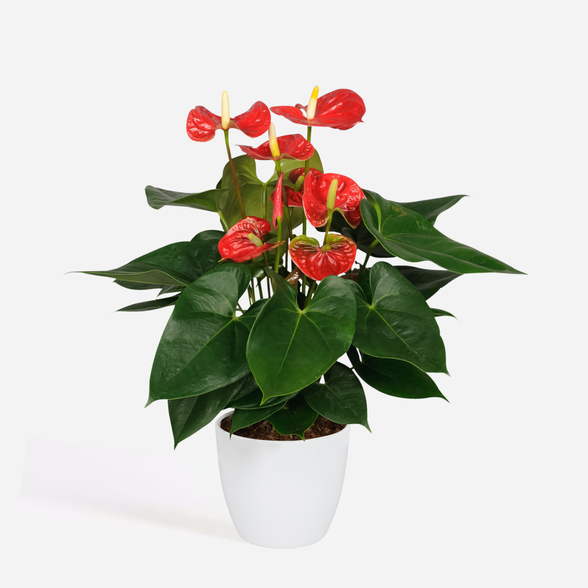 PLANT IN A BOX Langue de feu - Anthurium 'Madural Red' - Hauteur 40-45cm - ø14cm
