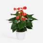 Voir la diapositive 6 : PLANT IN A BOX Langue de feu - Anthurium 'Madural Red' - Hauteur 40-45cm - ø14cm