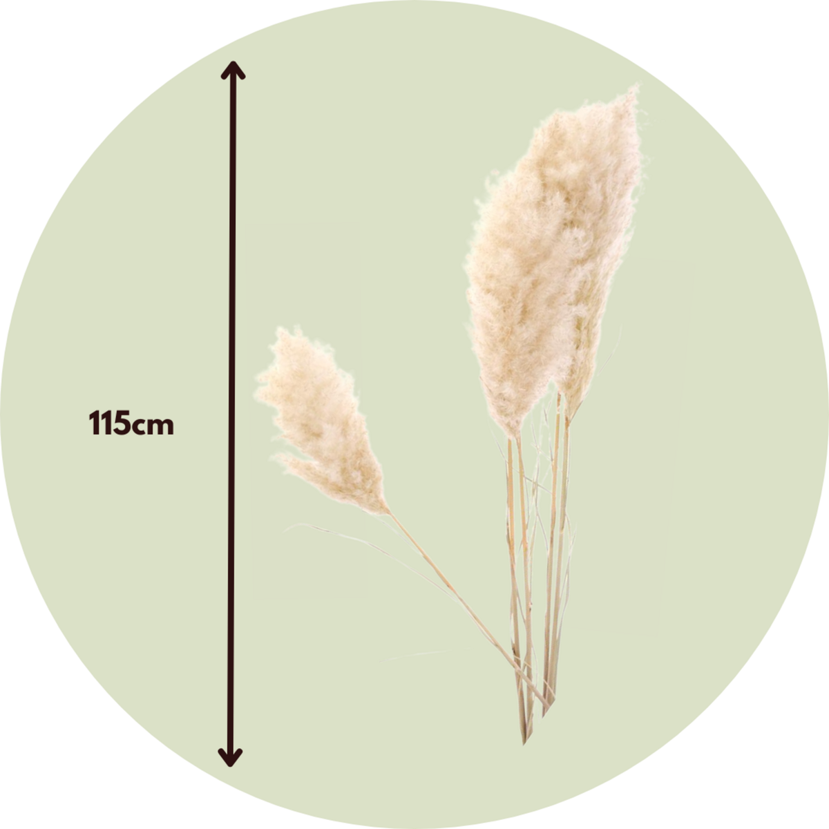 PLANT IN A BOX Fleurs séchées - Set de 5 - Dryflower 'Cortaderia Plum'