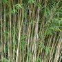  Bambou Volcano - Le pot de 1L. Hauteur livrée 30-50 cm - Willemse