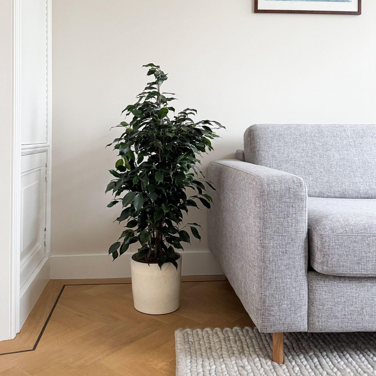 PLANT IN A BOX Ficus pleureur - Ficus benjamina 'Danielle' - Hauteur 100-110cm - ⌀21cm