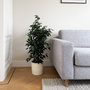 Voir la diapositive 5 : PLANT IN A BOX Ficus pleureur - Ficus benjamina 'Danielle' - Hauteur 100-110cm - ⌀21cm