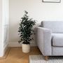 Voir la diapositive 5 : PLANT IN A BOX Ficus pleureur - Ficus benjamina 'Danielle' - Hauteur 100-110cm - ⌀21cm