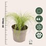 Voir la diapositive 2 : PLANT IN A BOX Herbe aux plumes - Set de 9 - Stipa tenuifolia 'Pony Tails' - H20-30cm - ⌀9cm