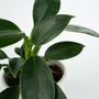 Voir la diapositive 3 : PLANT IN A BOX Plante verte - Philodendron 'Green Princess' - Hauteur 20-30cm - ⌀12cm