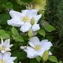 Voir la diapositive 3 : PLANT IN A BOX Clématite - Set de 3 - Clematis hybrid 'Mme Le Coultre' - Hauteur 25-40cm - ⌀9cm