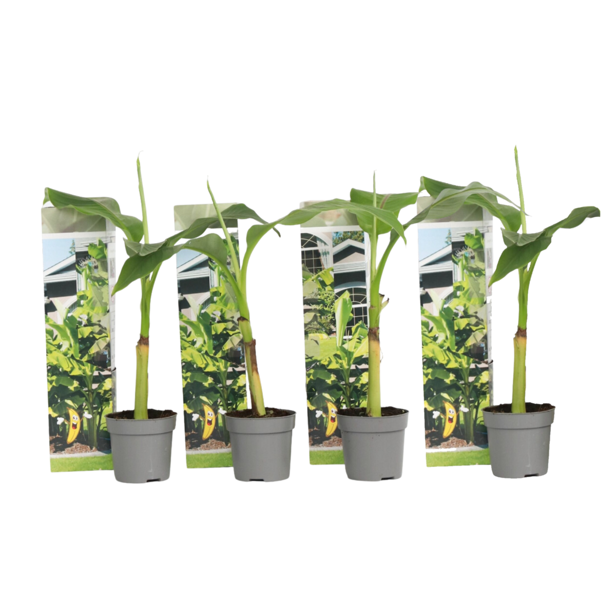 PLANT IN A BOX Bananier du Japon - Set de 4 - Musa basjoo - Hauteur 25-40cm - ⌀9cm