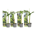 PLANT IN A BOX Bananier du Japon - Set de 4 - Musa basjoo - Hauteur 25-40cm - ⌀9cm