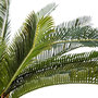 Voir la diapositive 2 : ATMOSPHERA Plante Artificielle  Ananas  72cm Vert
