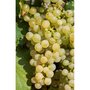 Hortival Diffusion Vigne blanche - pot 2 l