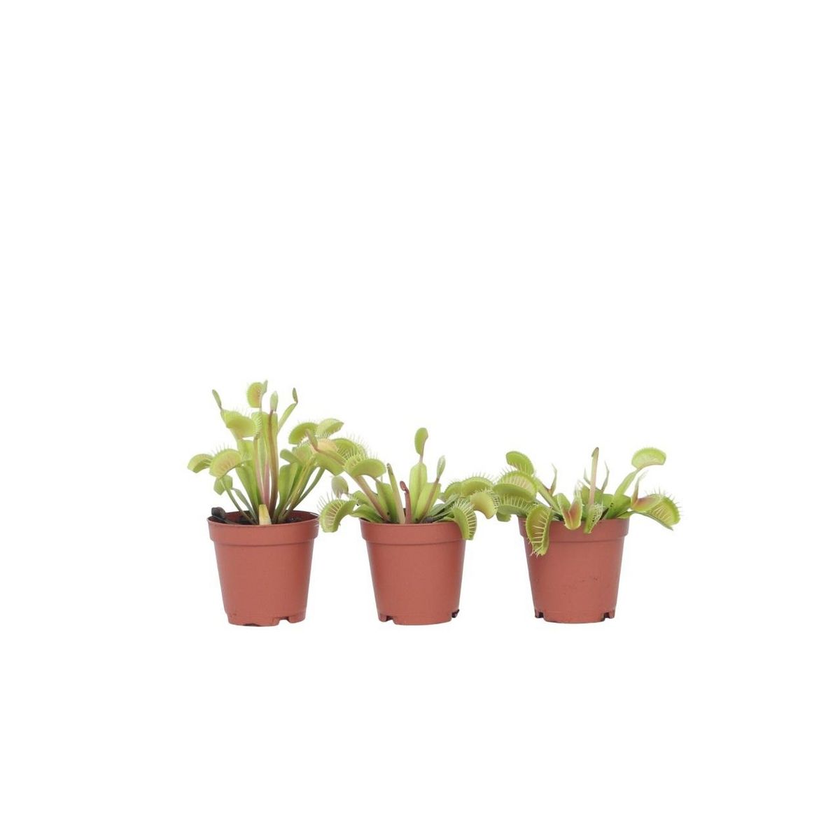 PLANT IN A BOX Vénus attrape-mouches - Set de 3 - Dionaea muscipula - Hauteur 5-15cm - ⌀5,5cm