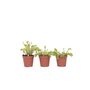 Voir la diapositive 1 : PLANT IN A BOX Vénus attrape-mouches - Set de 3 - Dionaea muscipula - Hauteur 5-15cm - ⌀5,5cm