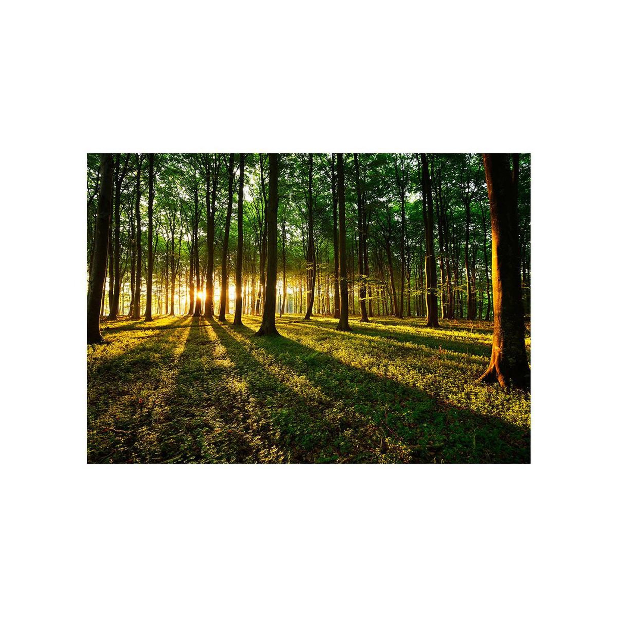 Voir la diapositive 2 : Paris Prix Papier peint  spring : morning in the forest