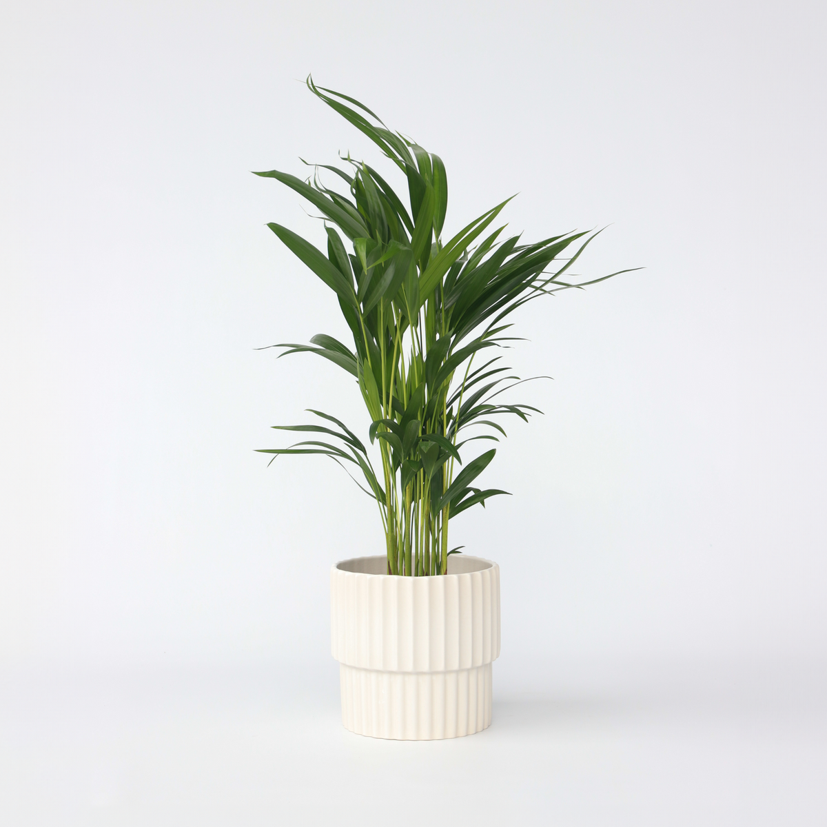 PLANT IN A BOX Palmier areca - Dypsis lutescens - Hauteur 60-70cm - ⌀17cm