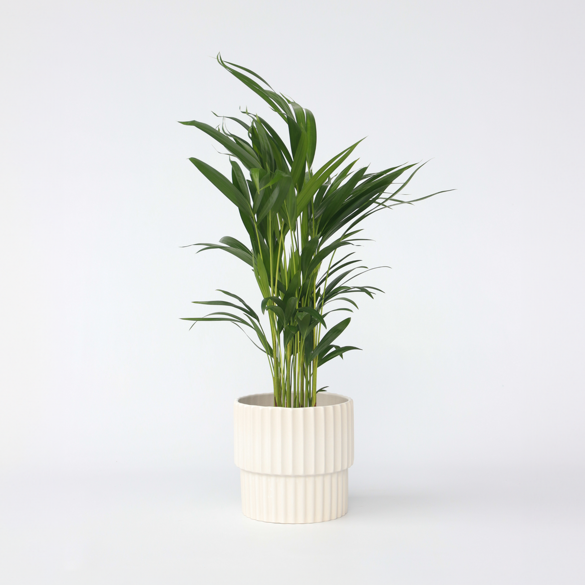 PLANT IN A BOX Palmier areca - Dypsis lutescens - Hauteur 60-70cm - ⌀17cm