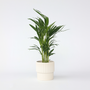Voir la diapositive 6 : PLANT IN A BOX Palmier areca - Dypsis lutescens - Hauteur 60-70cm - ⌀17cm