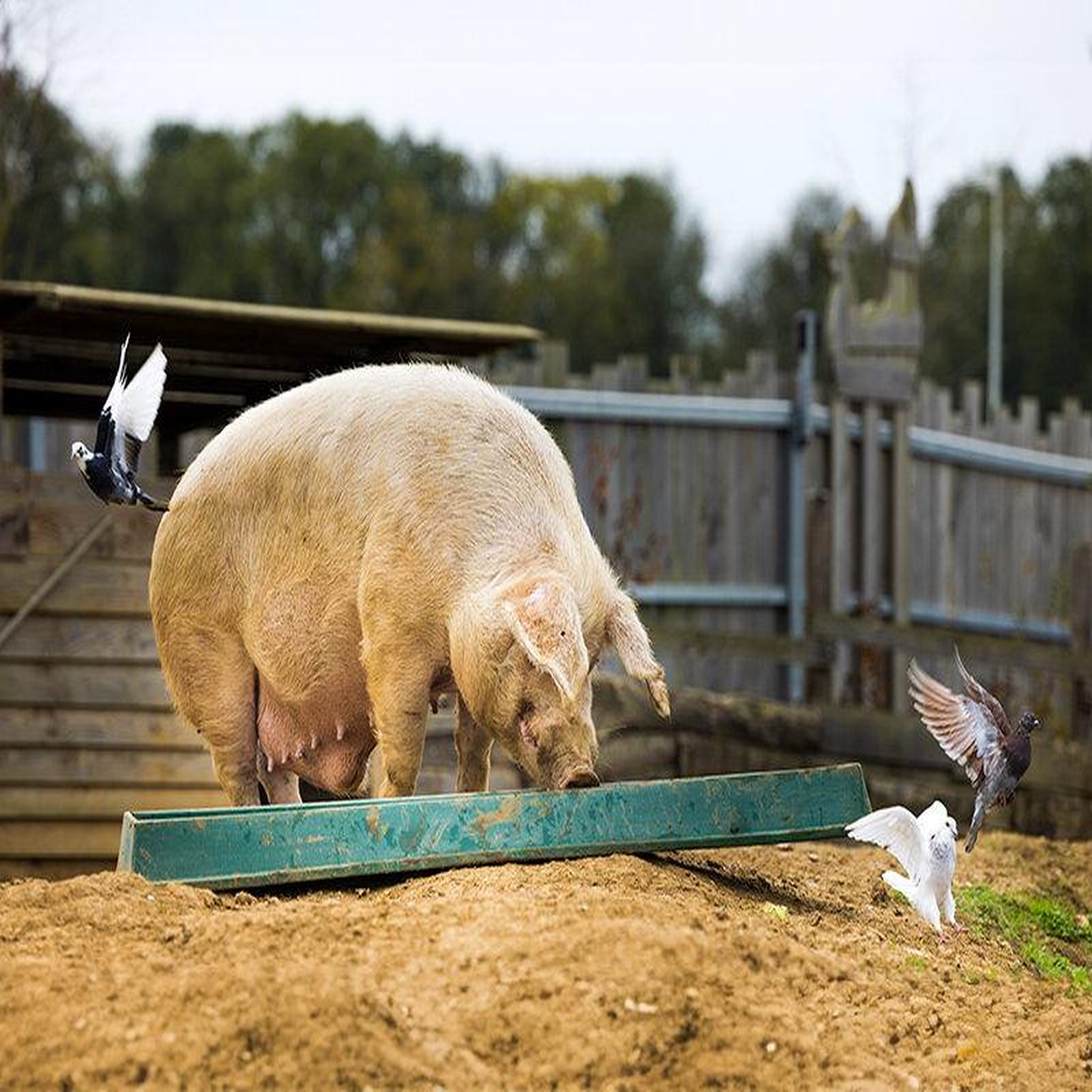 Voir la diapositive 5 : Smartbox Tanière Zoo Refuge : immersion avec les herbivores pour 2 personnes - Coffret Cadeau Multi-thèmes