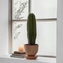 Voir la diapositive 5 : PLANT IN A BOX Euphorbe ingens - Euphorbia ingens - Hauteur 40-50cm - ⌀18cm
