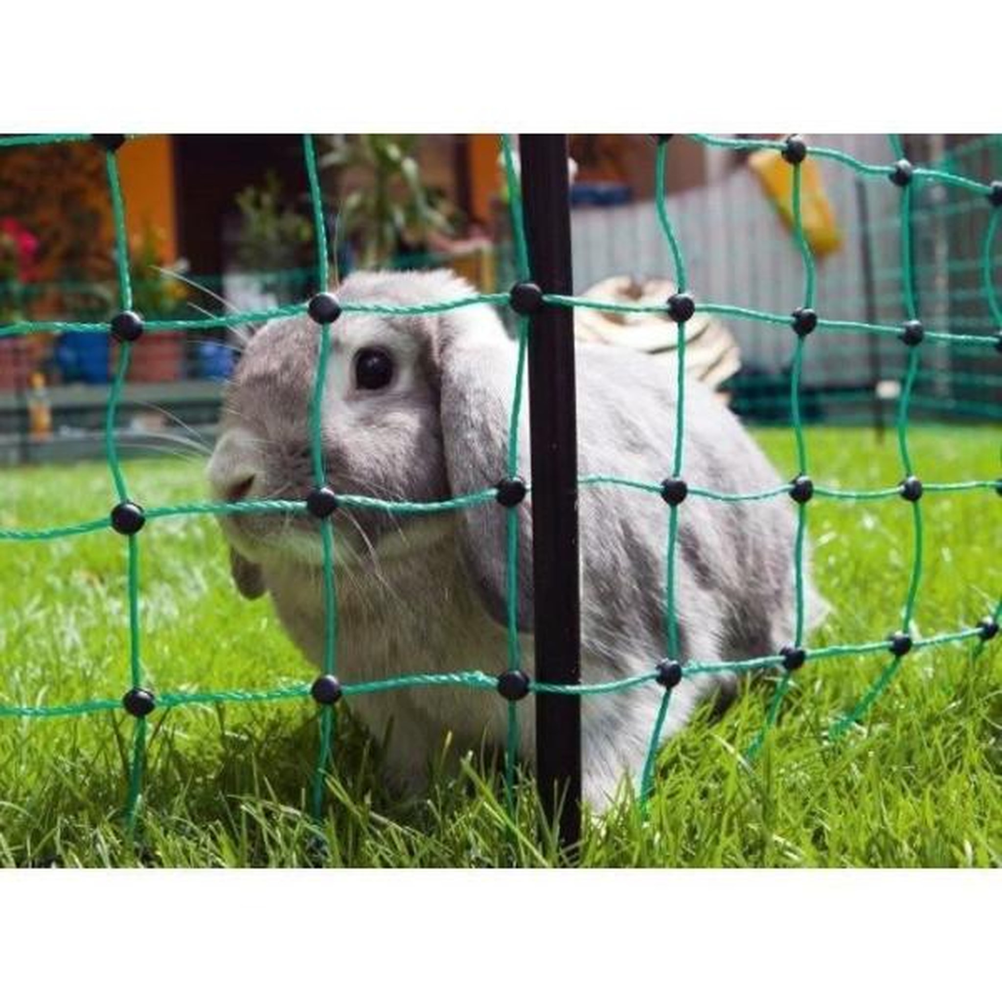 Voir la diapositive 3 : KERBL KERBL - Filet de protection lapin - 25 m - 65 cm - Double pointe - Vert