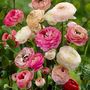 Voir la diapositive 4 : PLANT IN A BOX Renoncule - Set de 40 - Ranunculus - Bulbes à fleurs