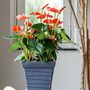 Voir la diapositive 4 : PLANT IN A BOX Langue de feu - Anthurium 'Madural Orange' - Hauteur 40-55cm - ø14cm