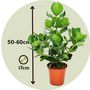 Voir la diapositive 2 : PLANT IN A BOX Pommier baumier - Clusia rosea 'Princess' - Hauteur 50-60cm - ⌀17cm