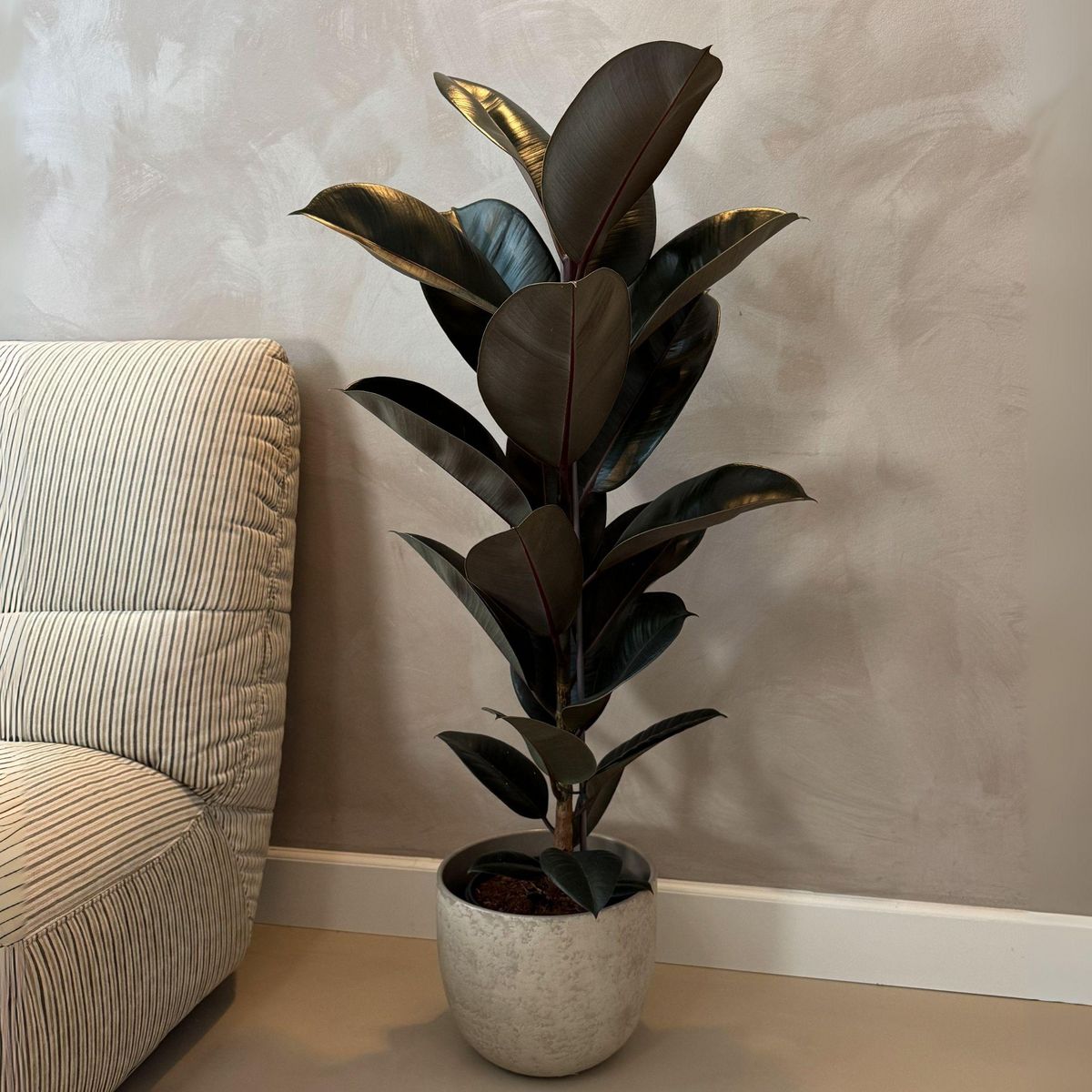 PLANT IN A BOX Caoutchouc - Ficus Elastica 'Abidjan' - Hauteur 75-100cm - ⌀24cm
