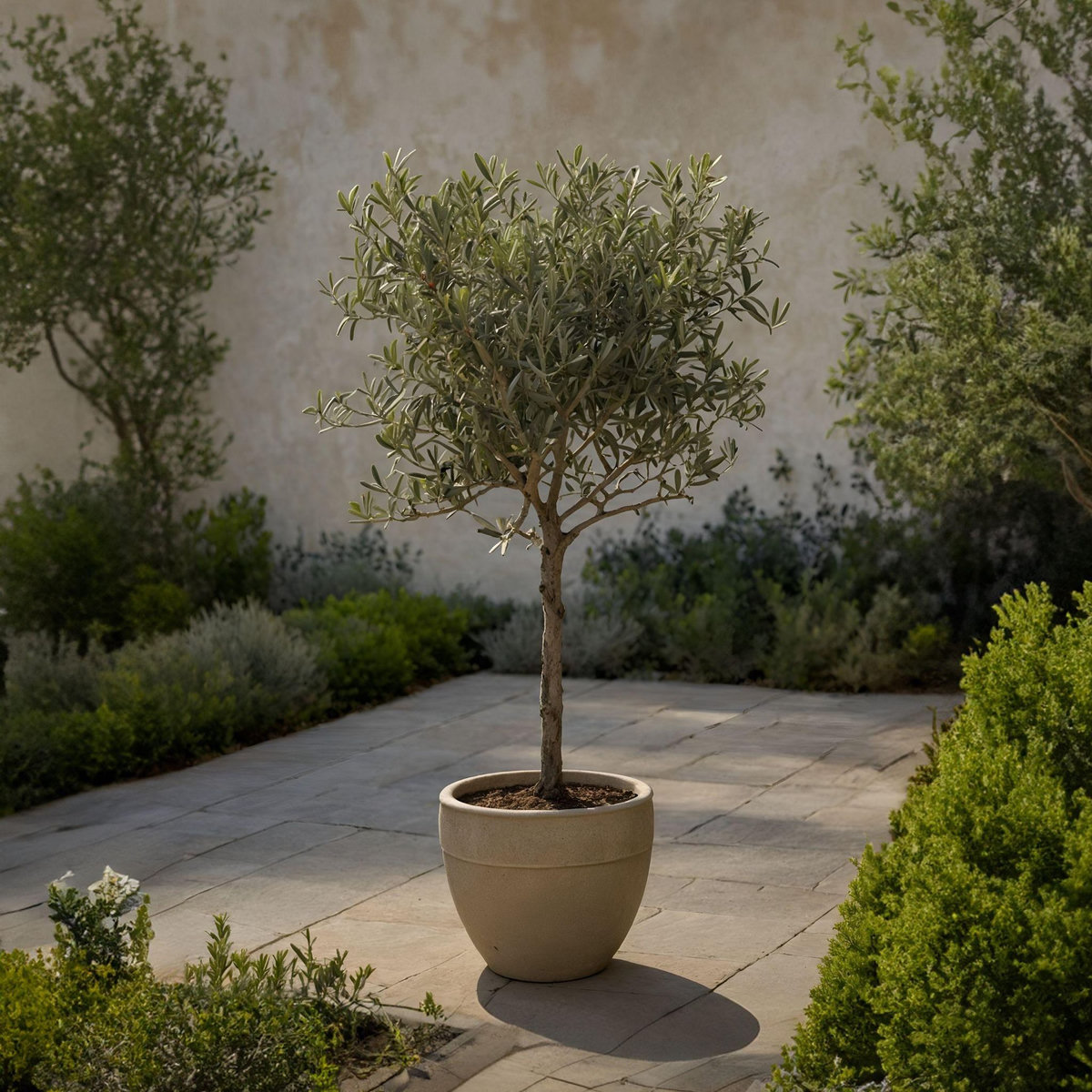 PLANT IN A BOX Olivier - Set de 2 - Olea europaea - Hauteur 90-100cm - ⌀21cm