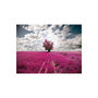 Voir la diapositive 2 : Paris Prix Papier Peint  Prairie Couleur Fuschia