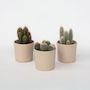 Voir la diapositive 6 : PLANT IN A BOX Mélange de cactus - Lot de 3 - Cactus - Hauteur 15-20cm - ⌀10,5cm