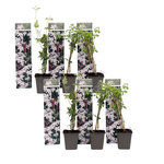 PLANT IN A BOX Jasmin étoilé - Set de 6 - Jasminum 'Officinale'  - Hauteur 25-40cm - ⌀9cm