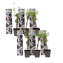Voir la diapositive 1 : PLANT IN A BOX Jasmin étoilé - Set de 6 - Jasminum 'Officinale'  - Hauteur 25-40cm - ⌀9cm