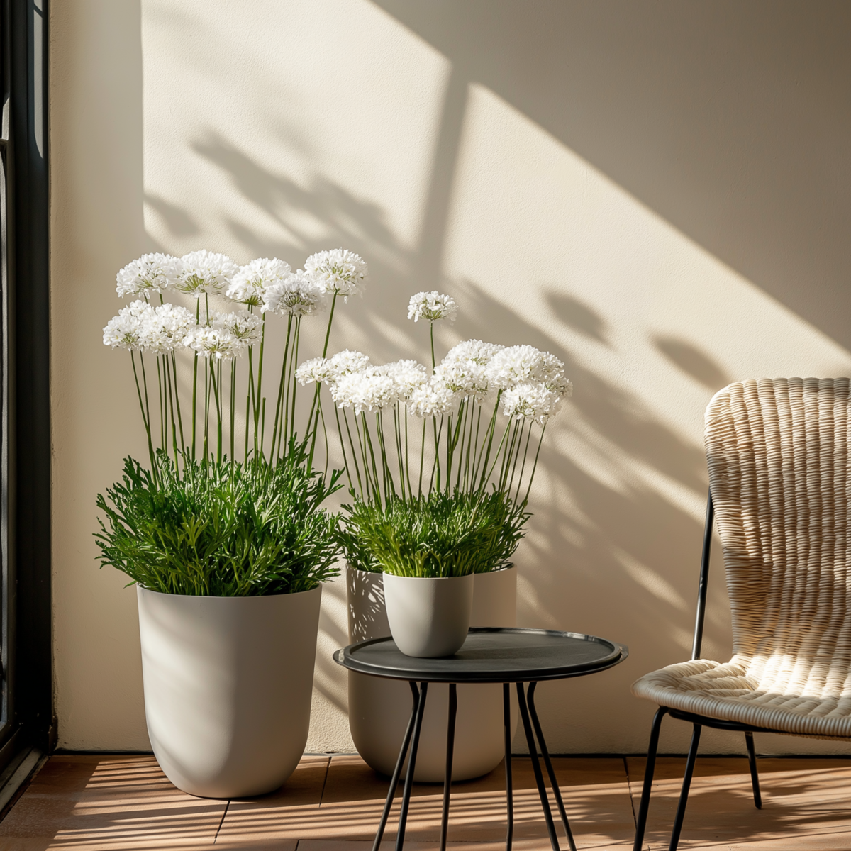 PLANT IN A BOX Oeillet des sables - Set de 3 - Armeria maritima 'Deep White' - H20-30cm - ⌀12cm