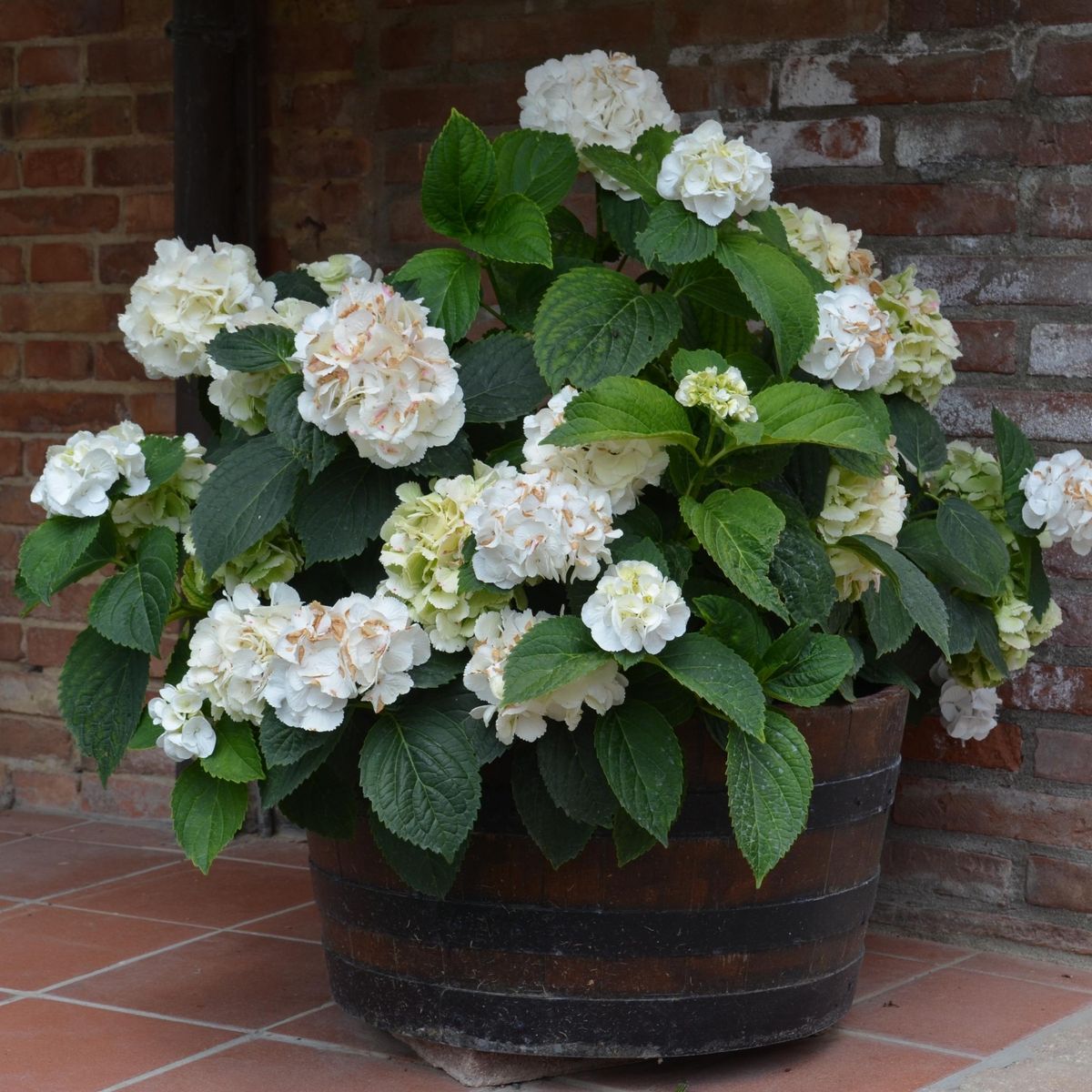PLANT IN A BOX Hortensia - Set de 6 - Hydrangea macrophylla teller 'Benxi' - H25-40cm - ⌀9cm