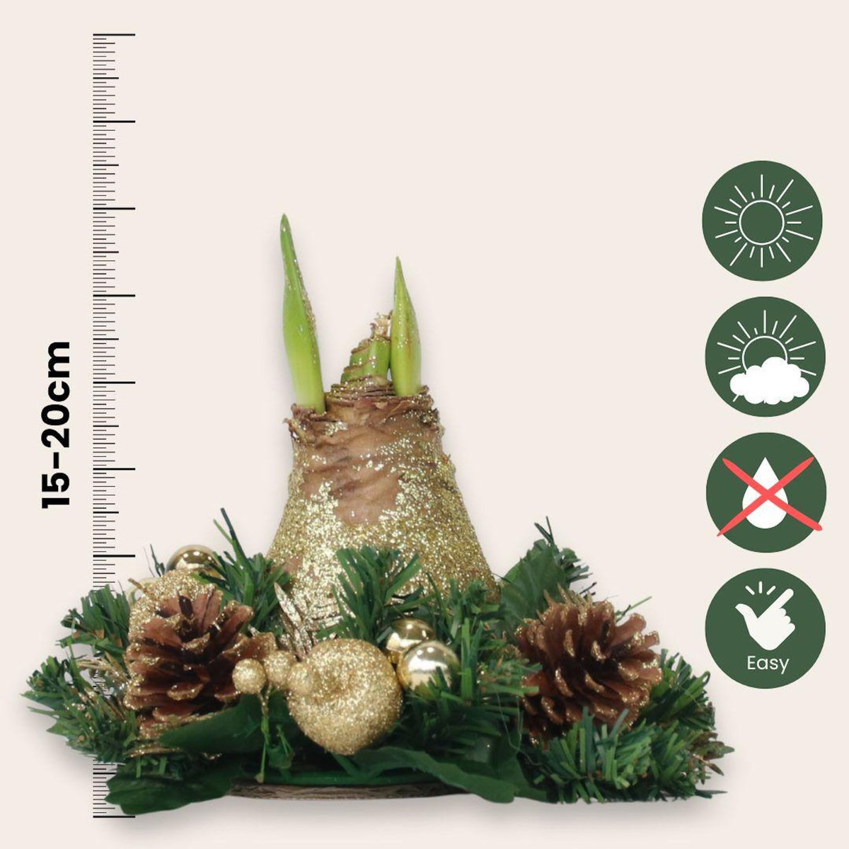 PLANT IN A BOX Amaryllis - Hippeastrum 'Couronne de Noël' - Or