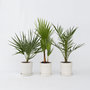 Voir la diapositive 6 : PLANT IN A BOX Mélange de palmiers d'extérieur - Set de 3 - Hauteur 50-70cm - ⌀15cm