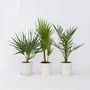 Voir la diapositive 6 : PLANT IN A BOX Mélange de palmiers d'extérieur - Set de 3 - Hauteur 50-70cm - ⌀15cm